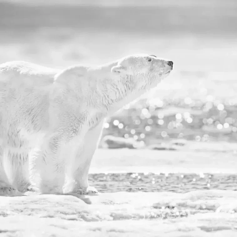 Bears by David Yarrow Archives - Gold Mountain Gallery